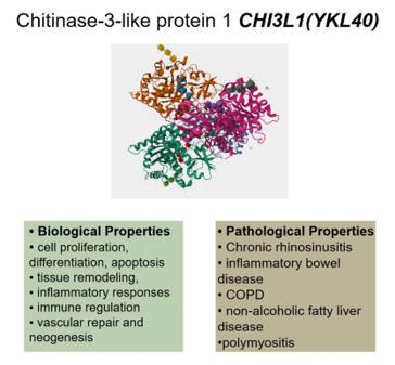 Fig. 1 CHI3L1's (YKL40) biological and pathological characteristics. (OA Literature)