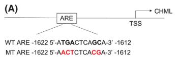 Fig. 1 Sequence and upstream location of putative CHML antioxidant response element.