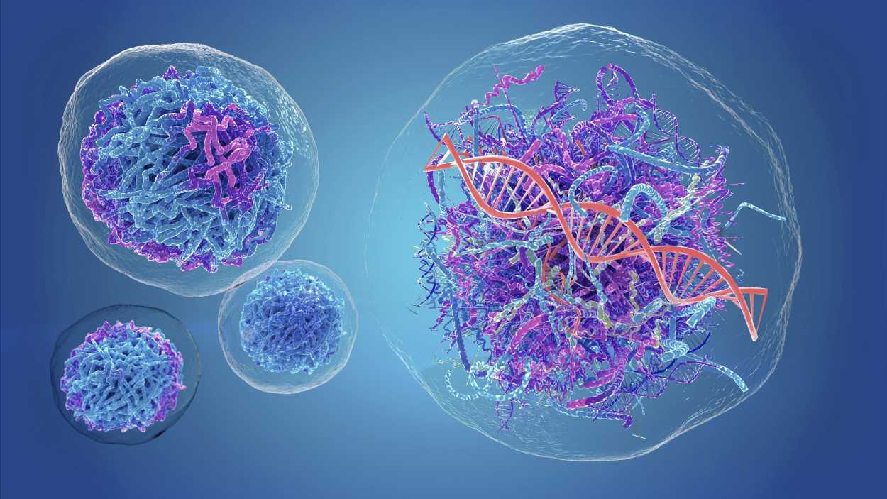 Fig.2 Chromatin. (Creative Biolabs Authorized)