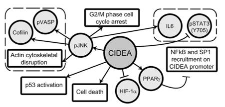 Fig. 1 Proposed mechanism of regulation of CIDEA and its role in glioma cell survival. (OA Literature)