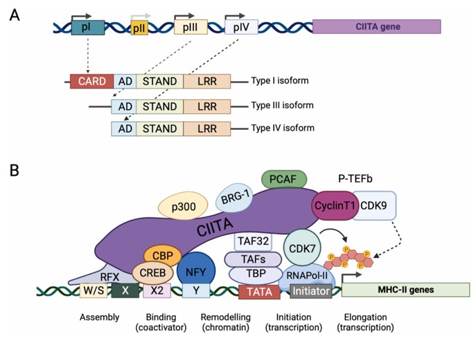 The MHC class II transactivator CIITA: schematic structure of the gene and function of the protein.