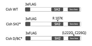 Schematic diagram of Cish constructs used in our experiments.