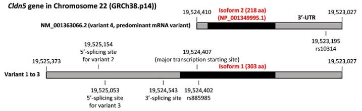 Fig. 1 The basic information of CLDN5 gene. (OA Literature)