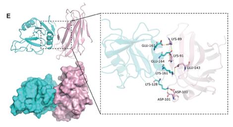 Fig. 1 The interaction between Clec7a (cyan) and MD2 (pink). (OA Literature)