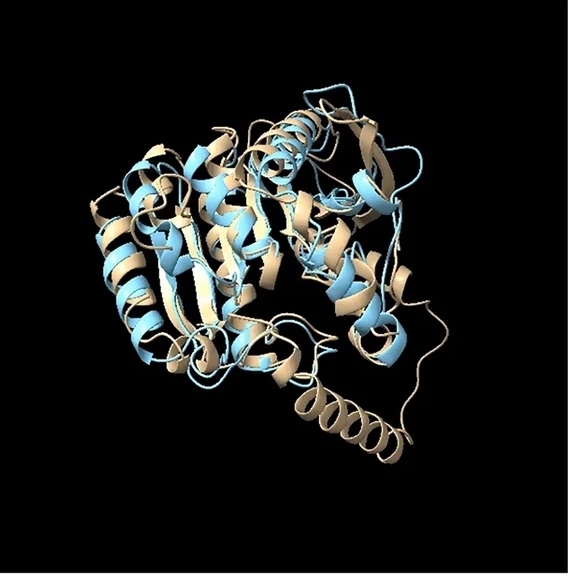 CMBL Enzyme Evolution and Differentiation.