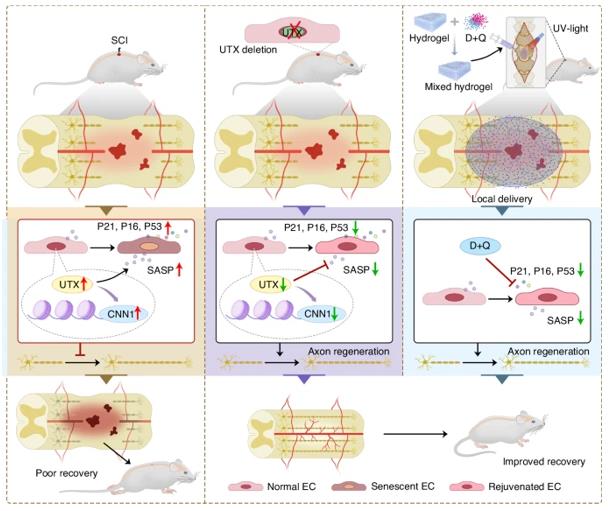 Fig. 1 A schematic of UTX/CNN1 axis in the regulation of SCMECs senescence.