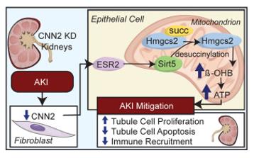 Fig. 1 Schematic diagram depicts knockdown of CNN2 enhanced ketogenesis to mitigate AKI.