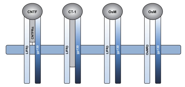 Schematic diagram of CNTF, CT1 and OsM cytokine receptor complexes.