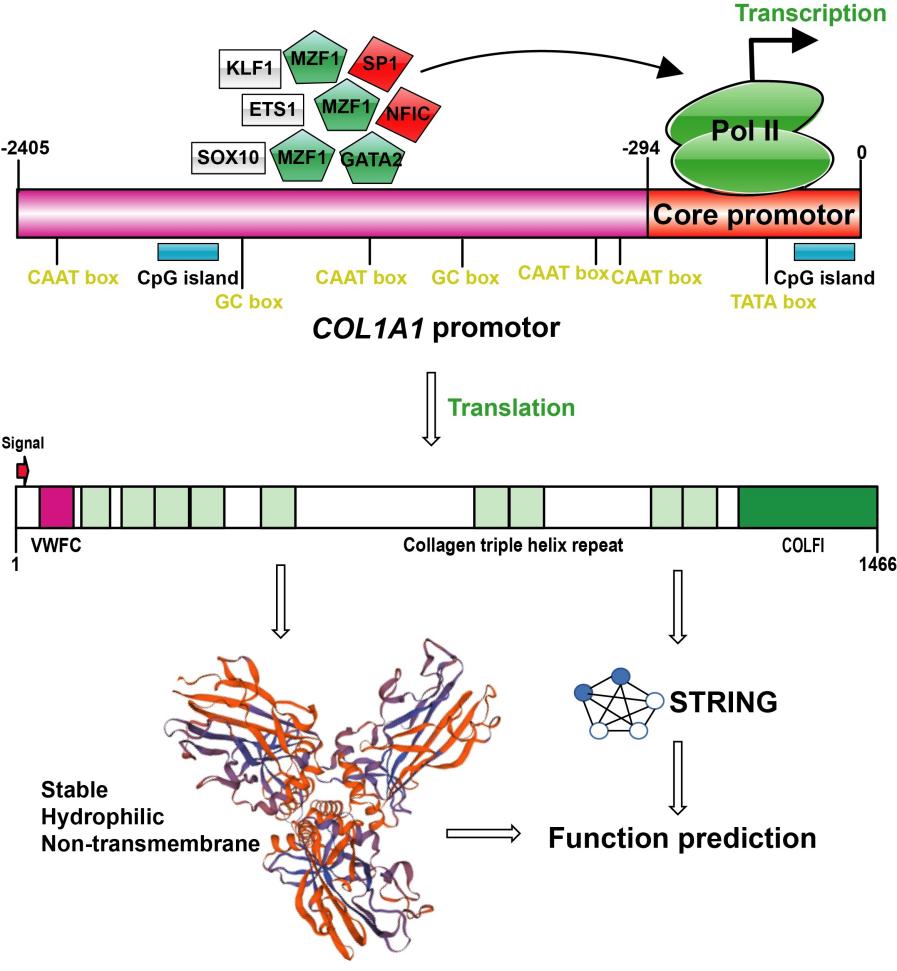 COL1A1 Gene: Promoter and Protein Function.
