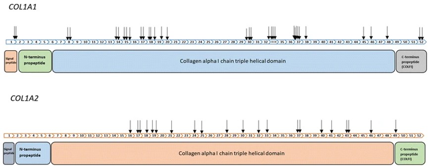 Exon Map and Mutations of COL1A1/COL1A2 Genes and Their Protein Domains.