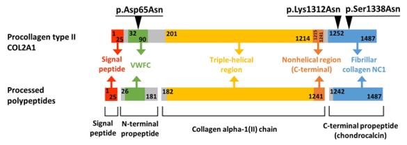 Domain Organization and Maturation Pathways of the COL2A1 Protein.
