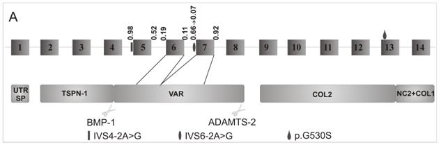 Fig. 1 Exon and domain structure of the COL5A1 N-propeptide encoding region.