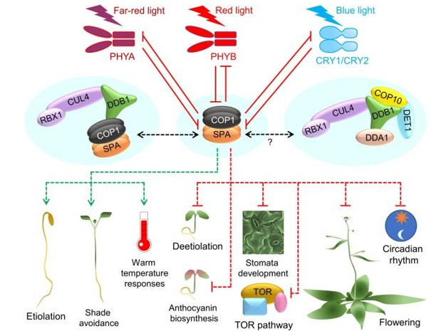 COP1/SPA acts as a central regulator of plant growth and development.