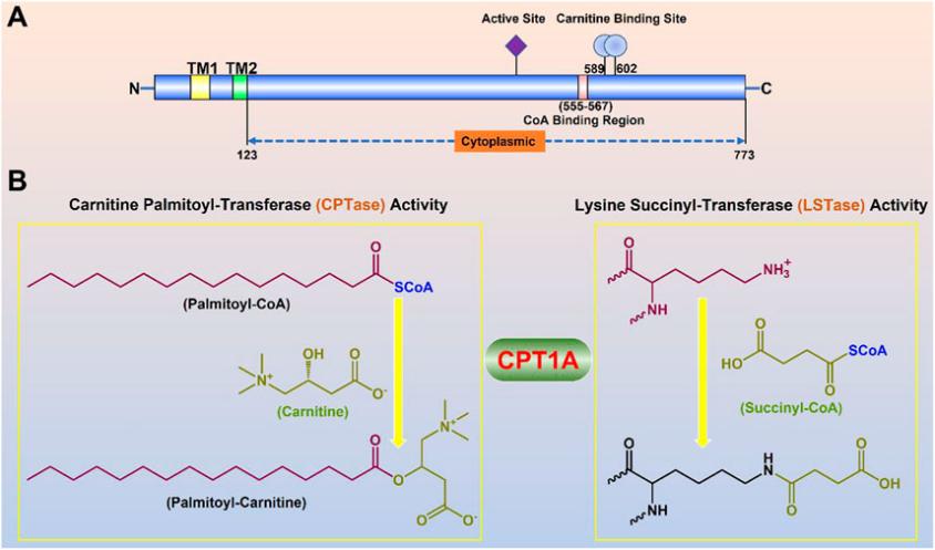 Fig. 1:Molecular properties and physiological functions of CPT1A.