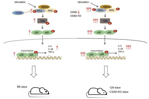 Fig. 1 The mechanisms of CSAD regulate the strength of the NF-κB signaling pathway.