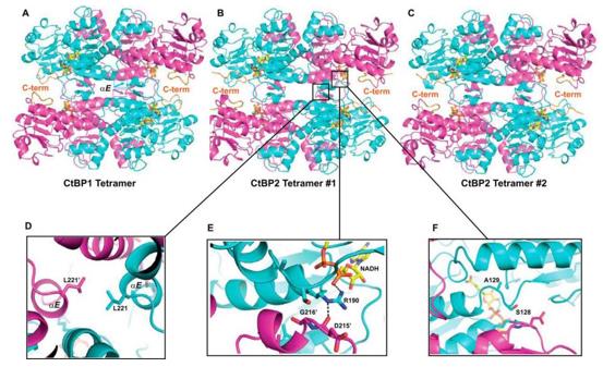 Fig. 1 Crystallographic structures of tetramers for CtBP1 and CtBP2.