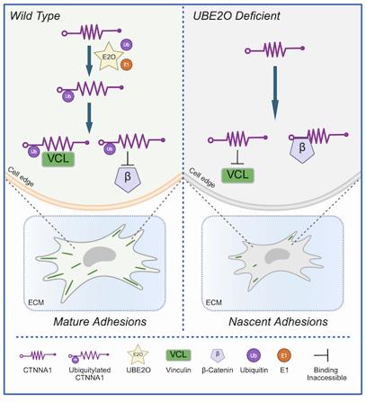 Fig. 1 UBE2O Triggers a CTNNA1 Binding Switch from β-Catenin to Vinculin via Ubiquitylation.