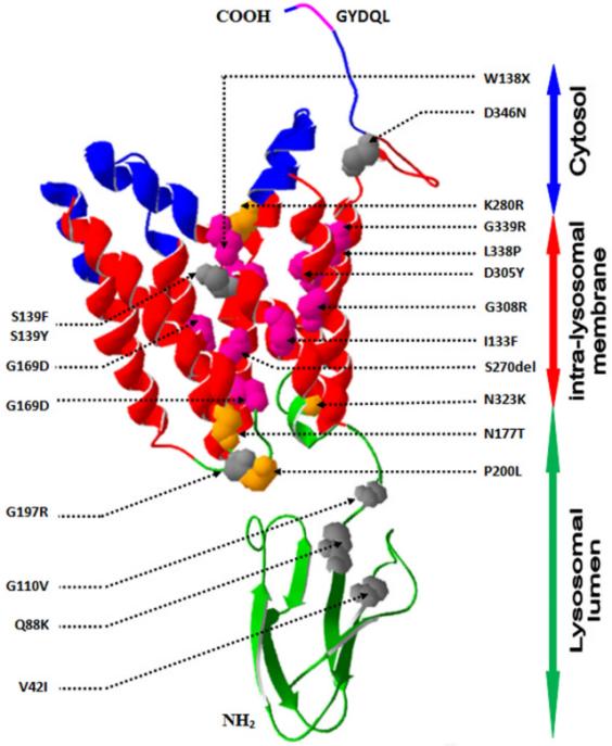 Fig. 1:CTNS gene mutation and functional defect of cystine transporter.