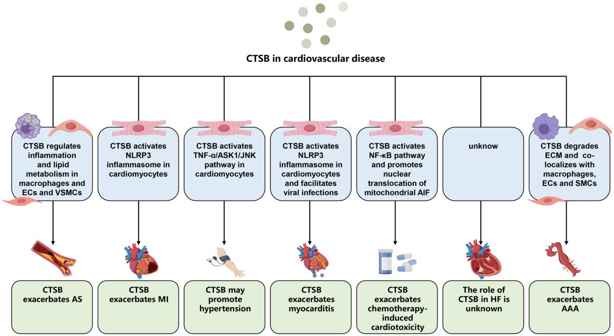 Fig. 1:CTSB function in cardiovascular diseases.