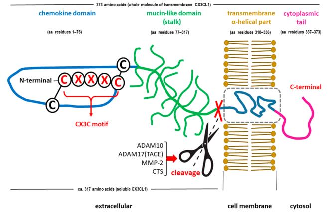Fig. 1 Schematic structure of the C-X3-C motif chemokine ligand 1 (CX3CL1).