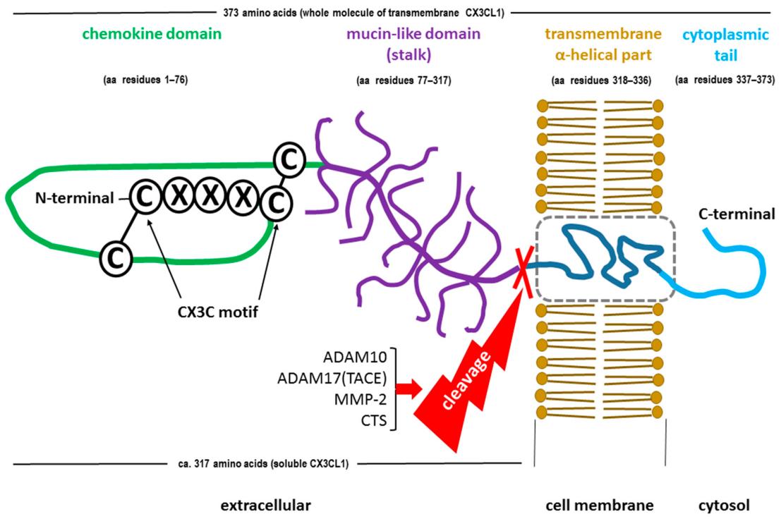CX3CR1 Ligand: Fractalkine (CX3CL1).