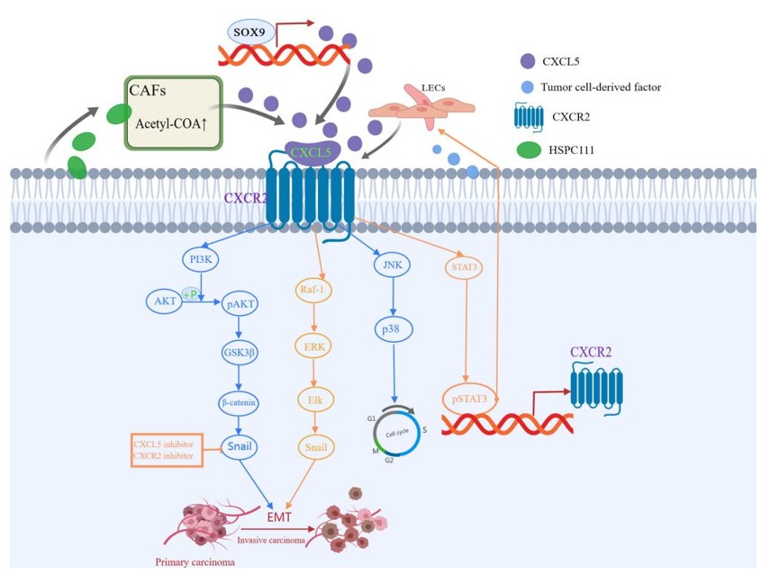 CXCL5: A Multifaceted Mediator in Gout, Cerebral Ischemia, and Cancer.