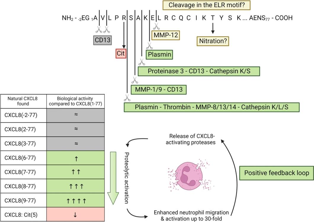 Fig. 1:Post-translational modifications affect the biological activity of CXCL8.