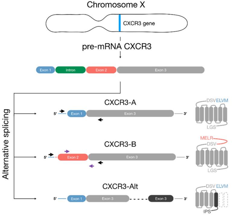 Fig. 1:Schematic representation of CXCR3 variants.