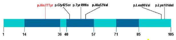 Fig. 1 Schematic presentation of linear CYCS protein with all variants. (OA Literature)