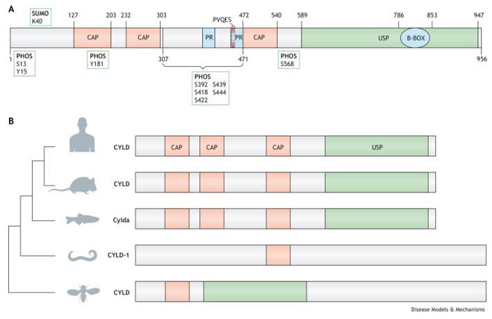 Fig. 1 CYLD structure, conservation and genetic models.
