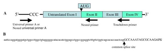 Fig. 1 Discovery of a novel exon of Cyp19a1 in the adipose tissue of male mice. (OA Literature)