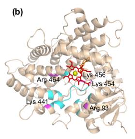 Fig. 1 Structural model of the proximal surface of human CYP1A1.