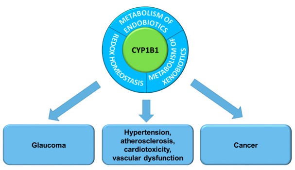 Cytochrome P450 1B1 functions and its association with pathogenesis of diseases.