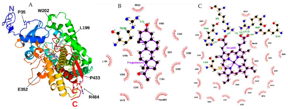 Fig. 1:Structural model of CYP21A2.