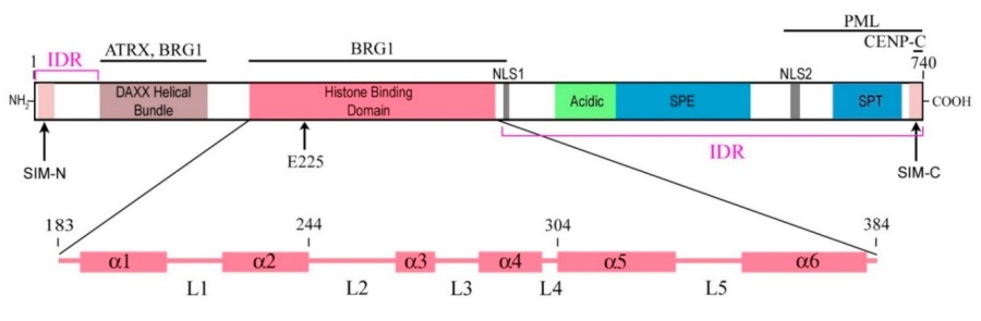 Fig. 1:implified diagrams of DAXX's modular structure.