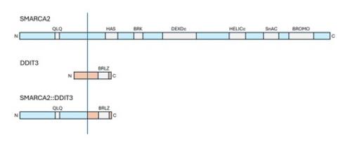 Fig. 1 Diagram of the predicted fusion protein SMARCA2::DDIT3. (OA Literature)