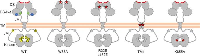 Fig. 1:Schematic diagram of wild-type and signalling-defective DDR1 mutants.