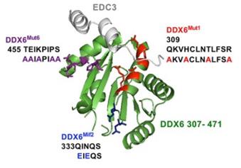 Fig. 1 DDX3X-interaction mutation in DDX6 impairs miRNA silencing in mESCs.