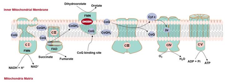 Fig. 1 DHODH and mitochondrial respiratory chain.