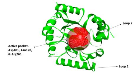 Fig. 1 The crystal structure of DHPS.