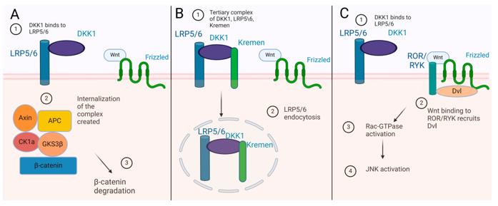 Fig. 1 The role of DKK1.