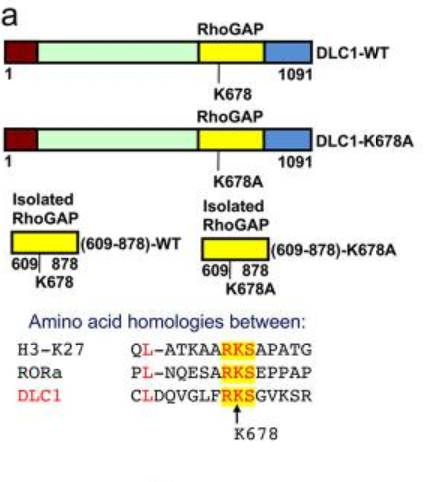 Fig. 1:Schematic representation of full-length DLC1 domains.