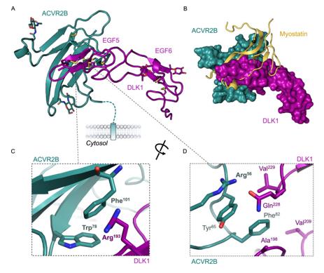 Fig. 1 Crystal structure of DLK1 EGF5-6 bound to ACVR2B. (OA Literature)