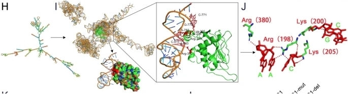 Fig. 1:Structural Basis of APCDD1L-AS1 Interaction with DLST.