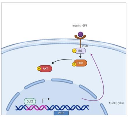 Fig. 1 DLX5 upregulates IRS2 expression to enhance AKT signaling.