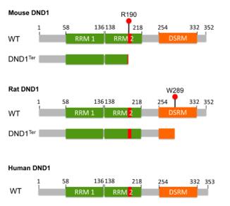 Fig. 1 Schematic representation of the structure of mouse, rat, and human DND1 proteins. (OA Literature)