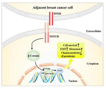 Fig. 1 Schematic model for DNER-induced biological function of BC cells. (OA Literature)