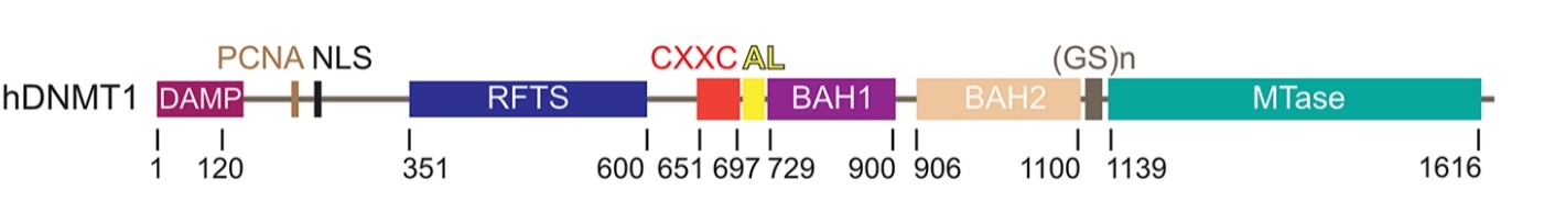 Fig. 1:Domain organization of human DNMT1.