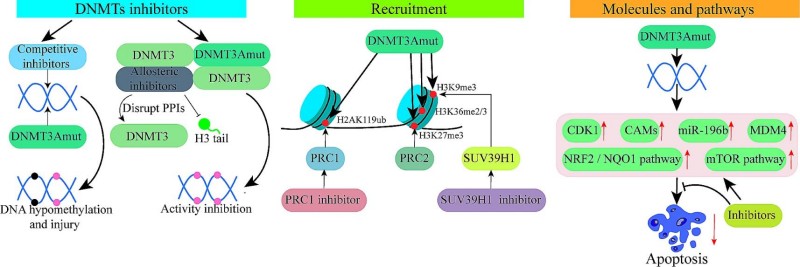 Strategies for targeting DNMT3A mutant AML.