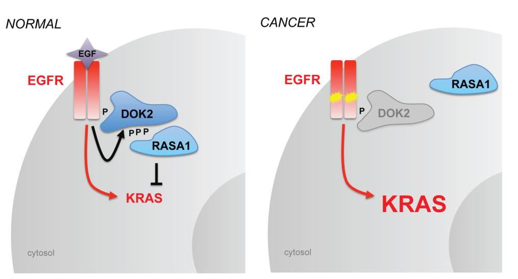 Fig. 1:Model of DOK2 function in normal lung and lung adenocarcinoma.